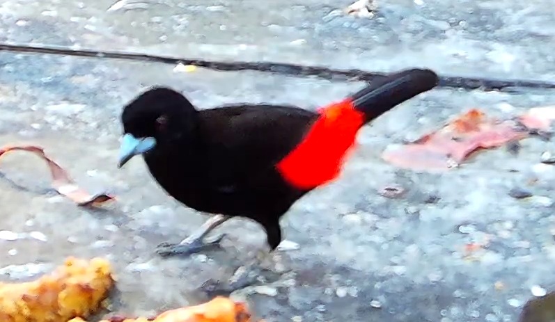 Tangara flamboyant