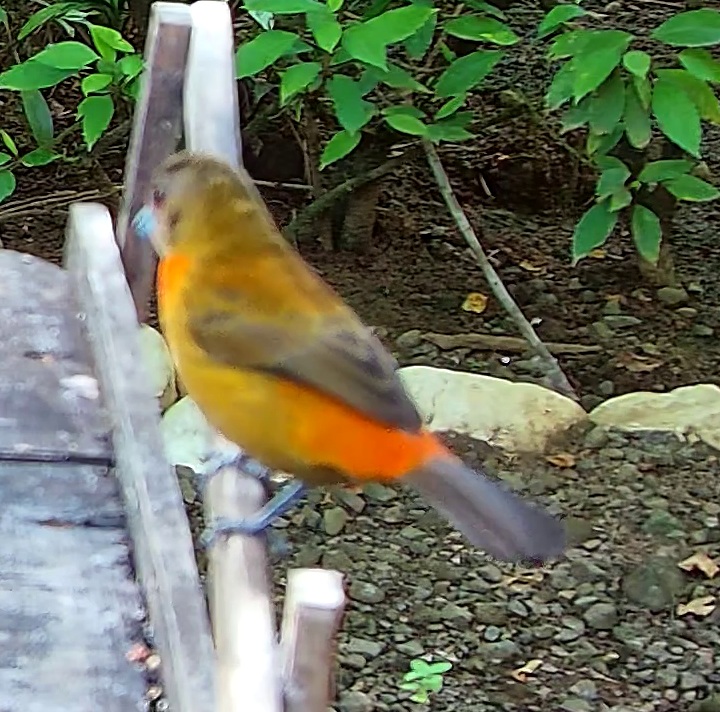 Tangara flamboyant