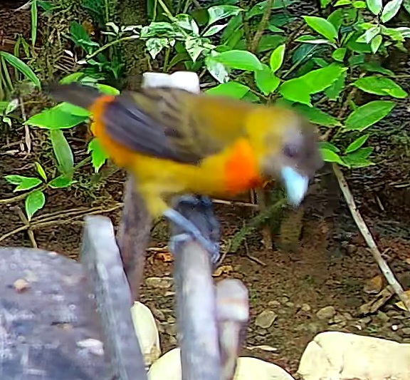 Piranga à dos rayé
