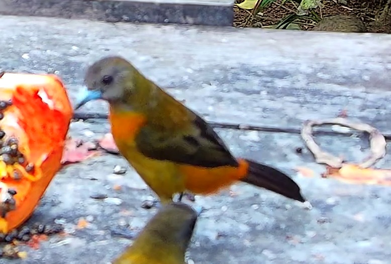 Tangara flamboyant
