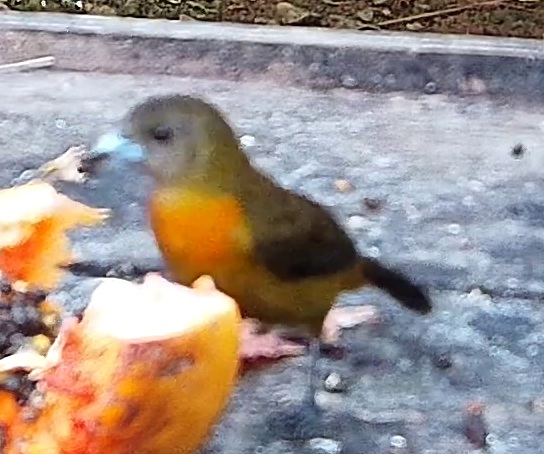 Tangara flamboyant