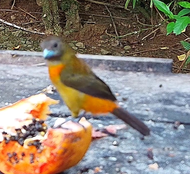 Tangara flamboyant