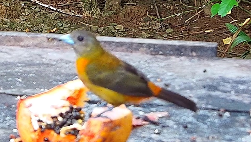 Tangara flamboyant