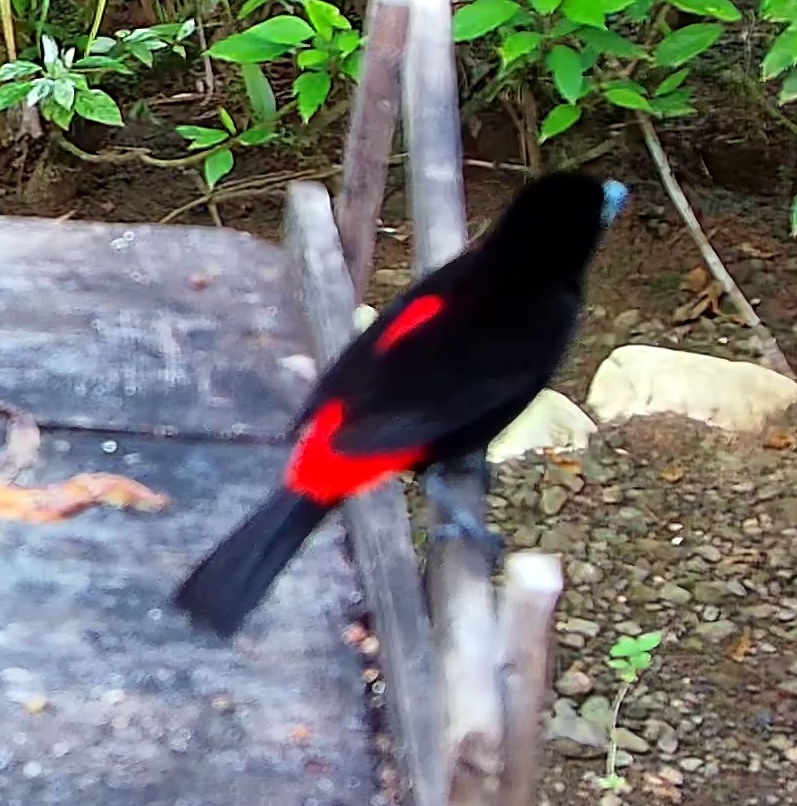 Tangara flamboyant
