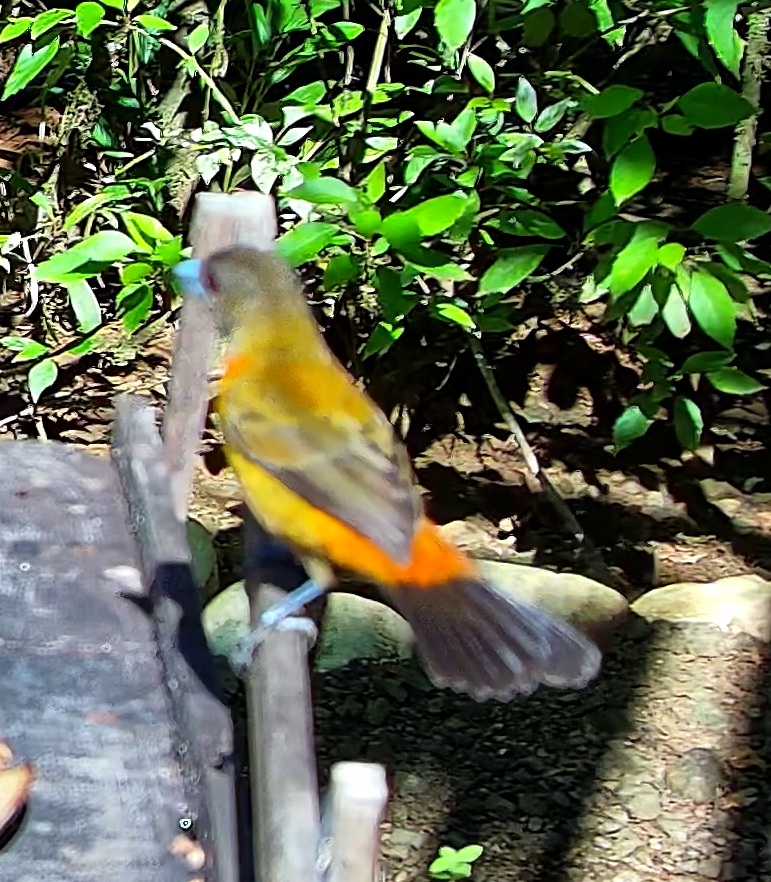 Tangara flamboyant