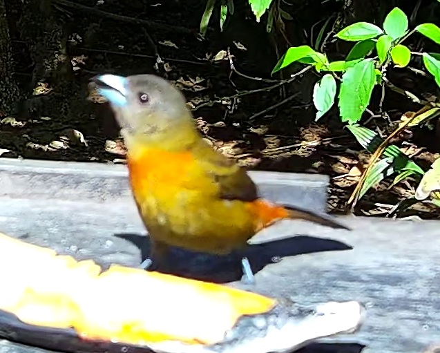 Tangara flamboyant