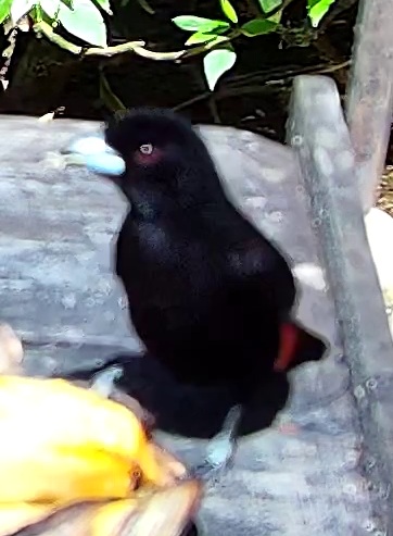Tangara flamboyant