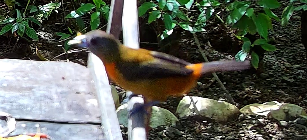 Tangara flamboyant