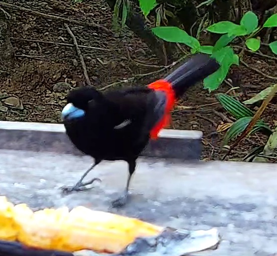 Tangara flamboyant