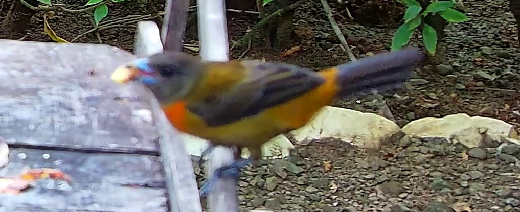 Tangara flamboyant