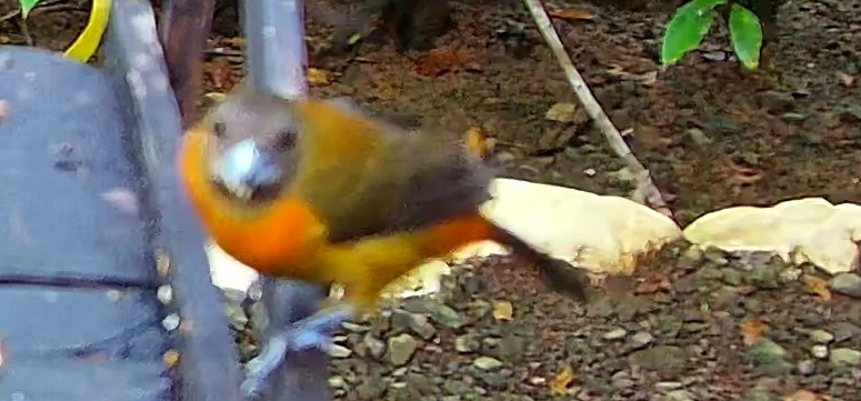 Tangara flamboyant