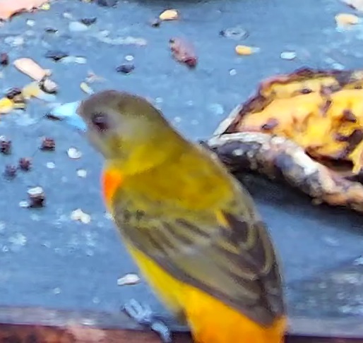 Tangara flamboyant