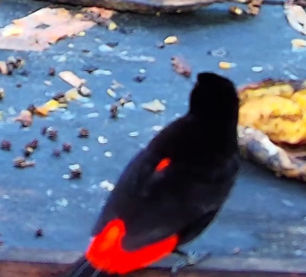 Tangara flamboyant