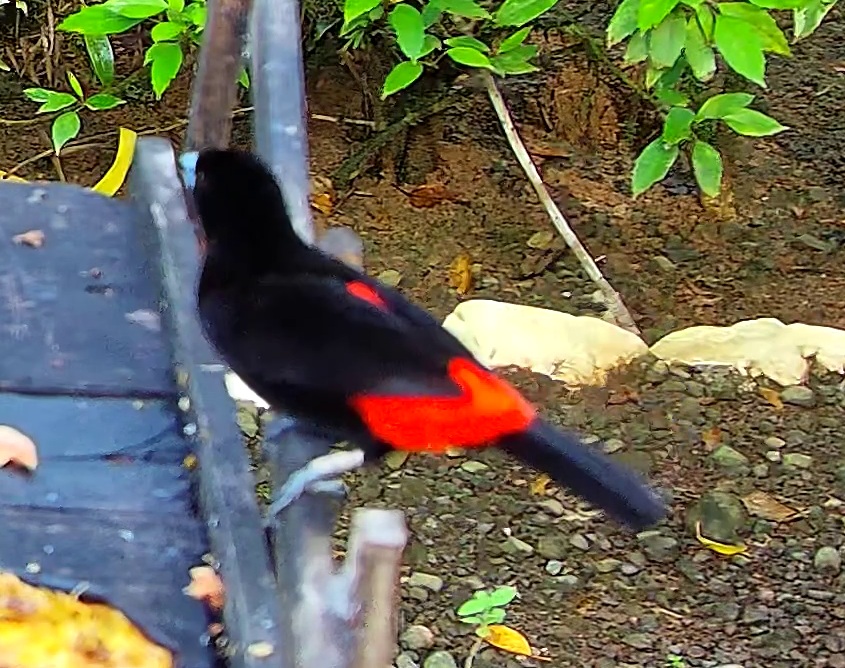 Tangara du Costa Rica