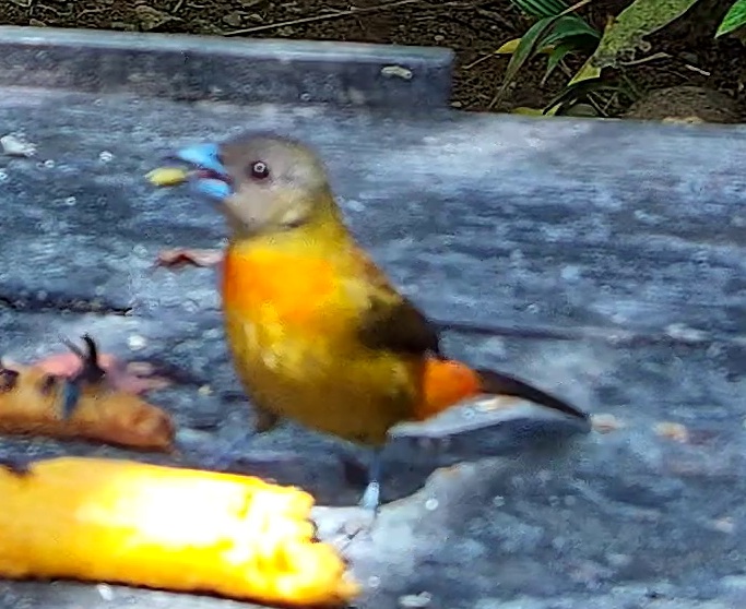 Tangara flamboyant