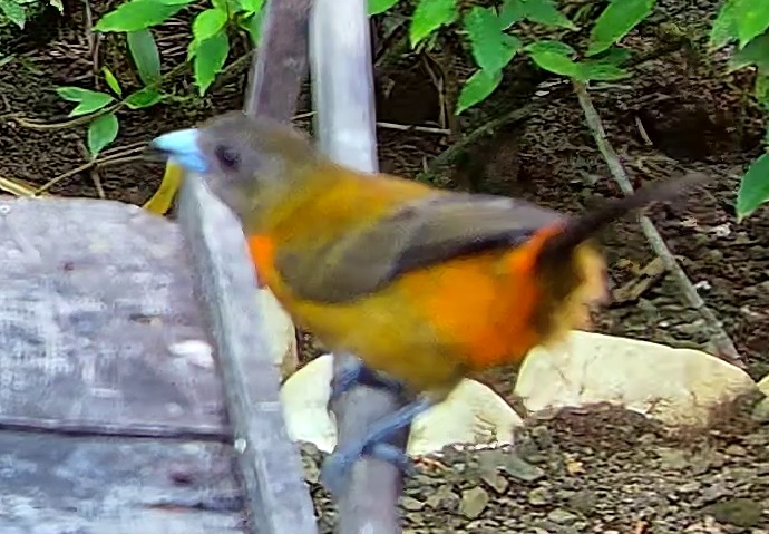 Tangara flamboyant