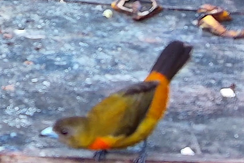 Tangara flamboyant