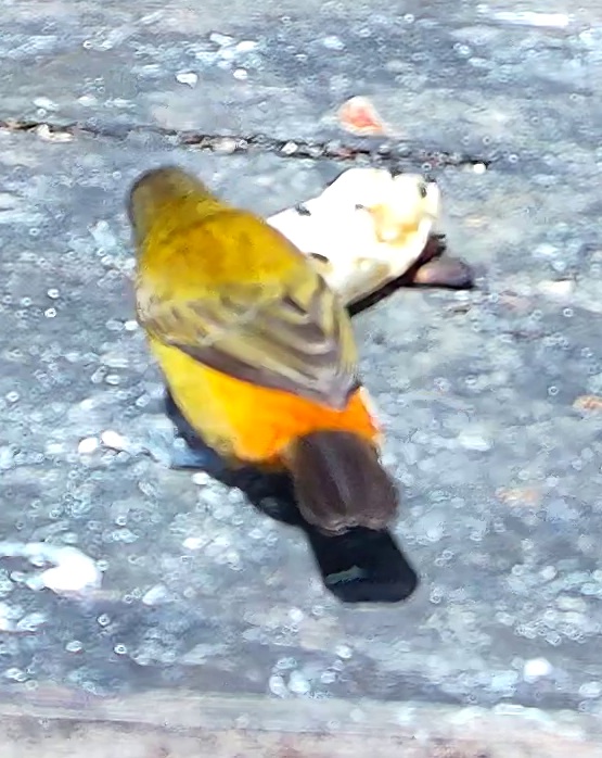 Tangara à croupion rouge