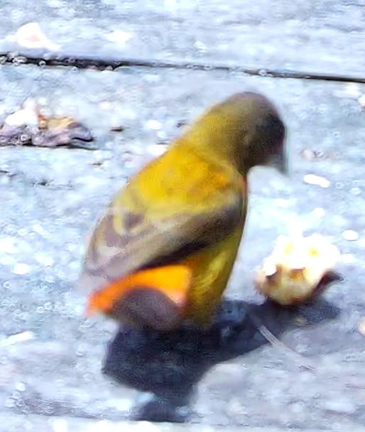 Tangara flamboyant