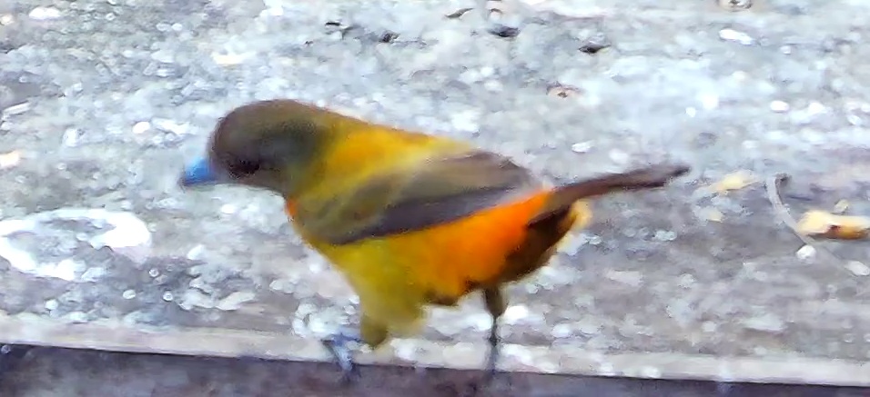 Tangara flamboyant