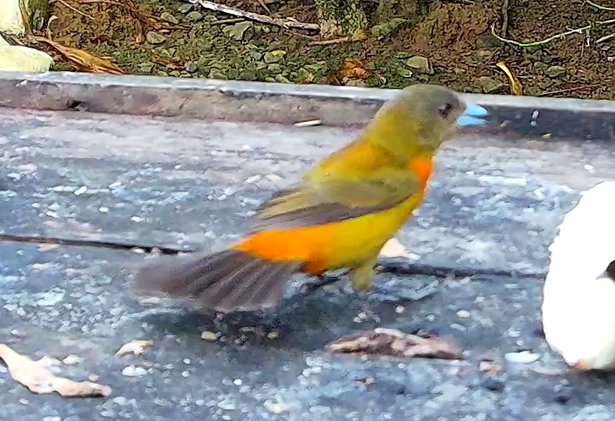 Tangara flamboyant