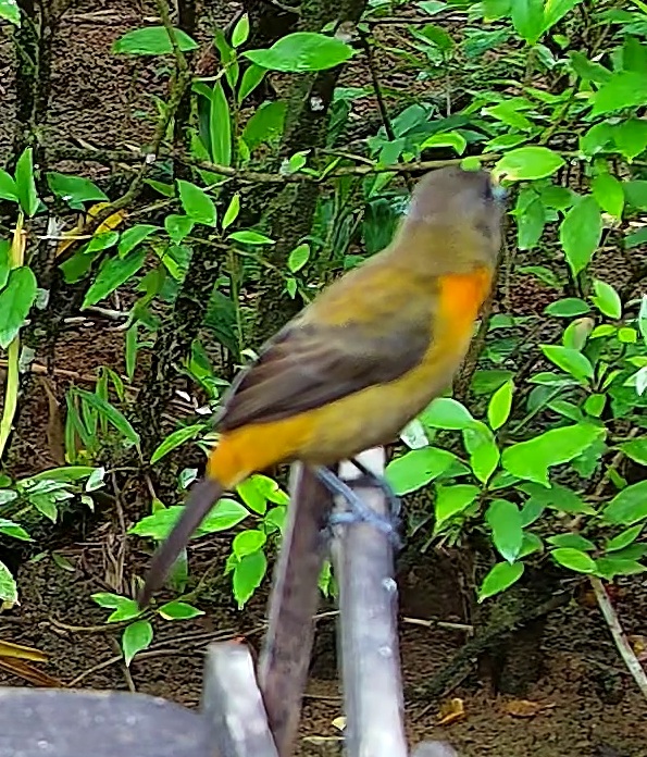 Tangara flamboyant