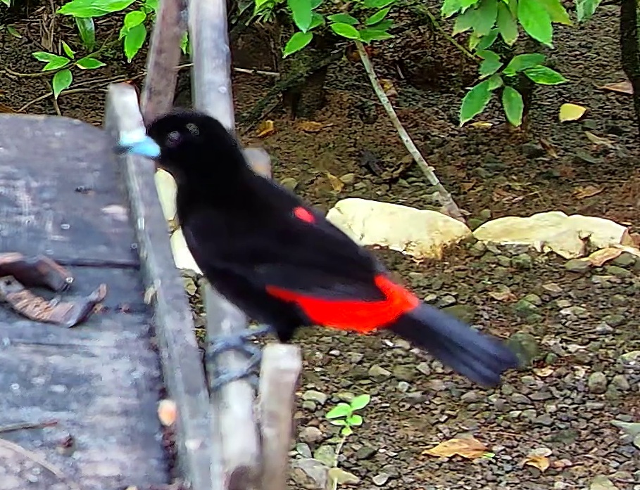Tangara flamboyant