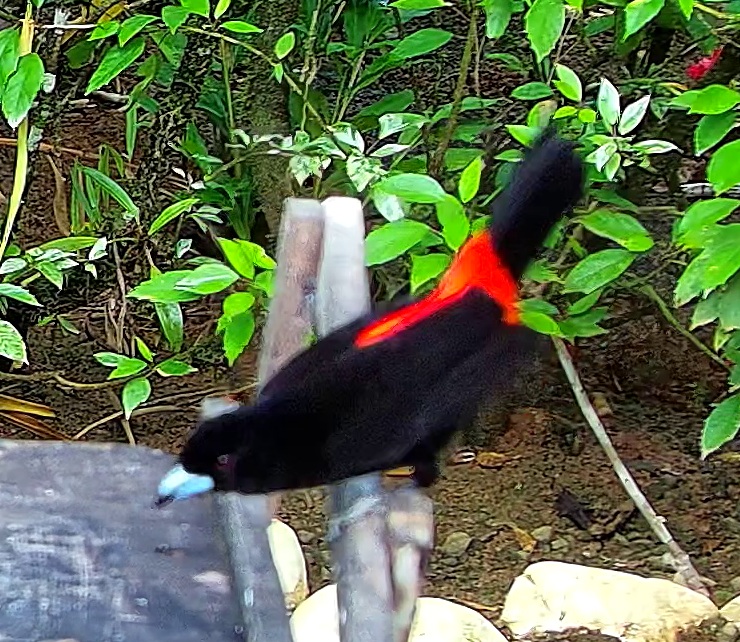 Tangara à croupion rouge