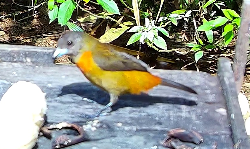 Tangara flamboyant