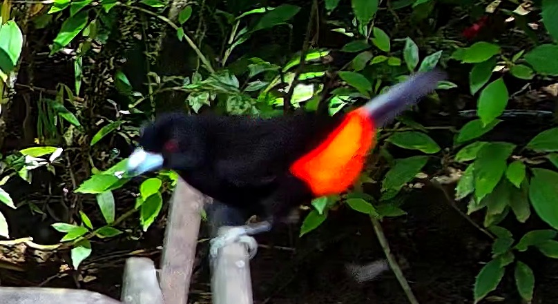 Tangara flamboyant
