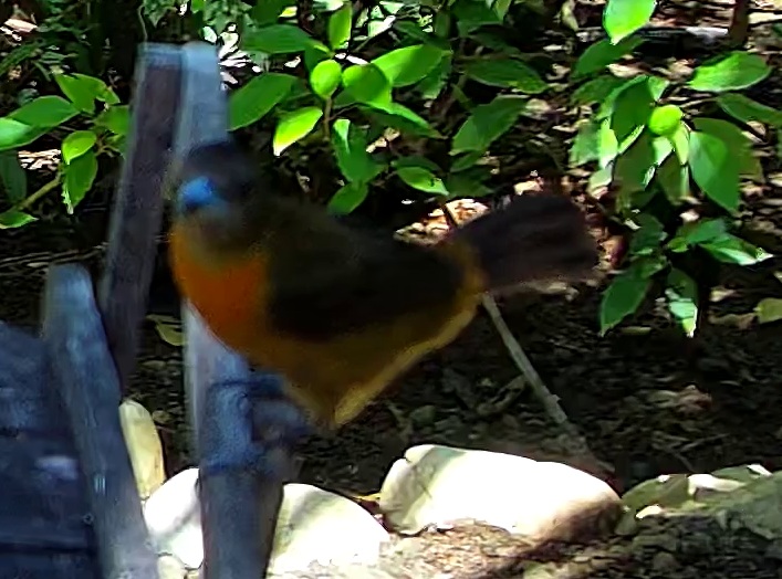 Tangara flamboyant