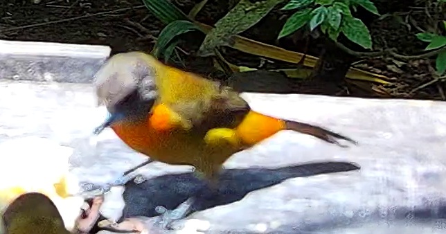 Calliste safran