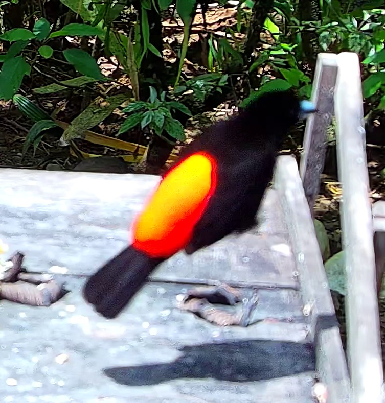 Tangara à croupion rouge