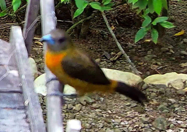 Tangara flamboyant