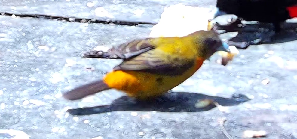 Tangara flamboyant