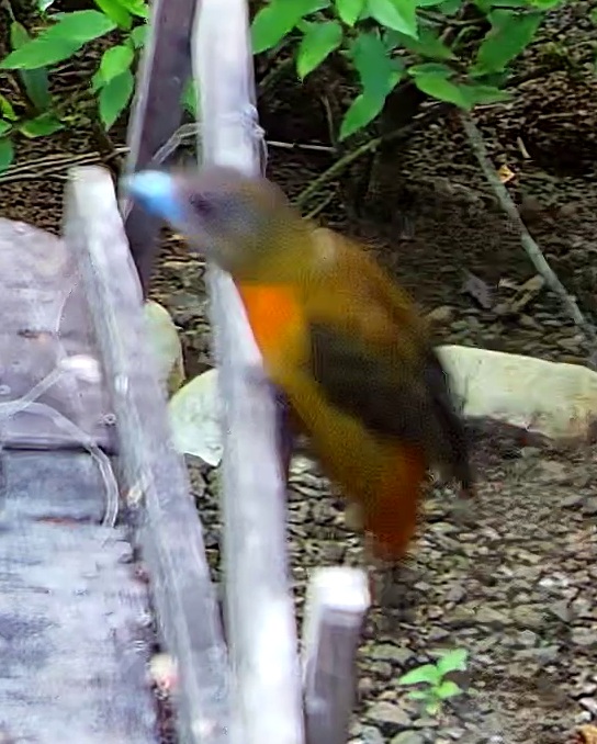 Tangara flamboyant