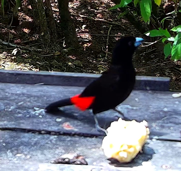 Tangara à croupion rouge