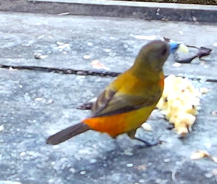 Tangara flamboyant