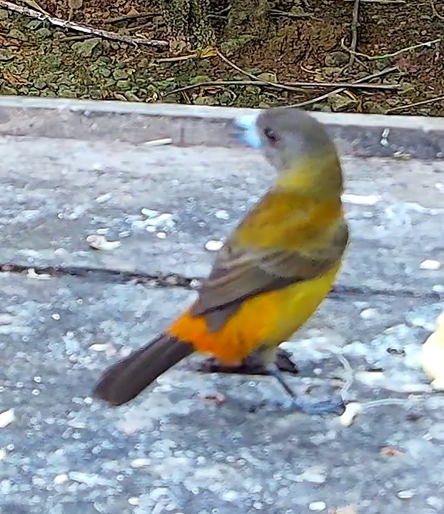 Tangara flamboyant
