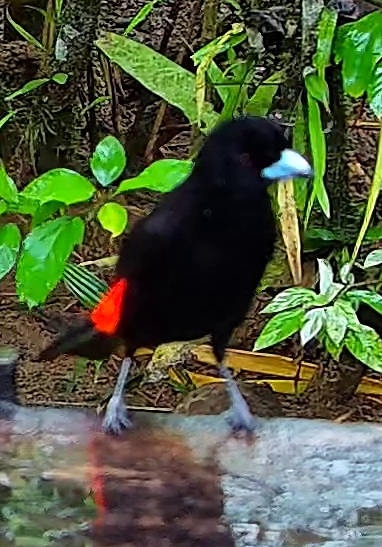 Tangara à croupion rouge