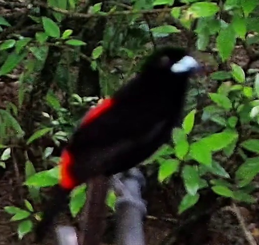 Tangara flamboyant