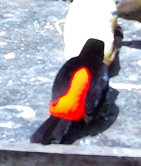 Tangara flamboyant