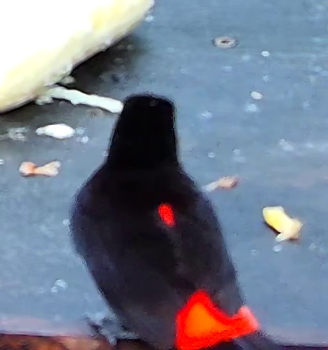 Tangara flamboyant