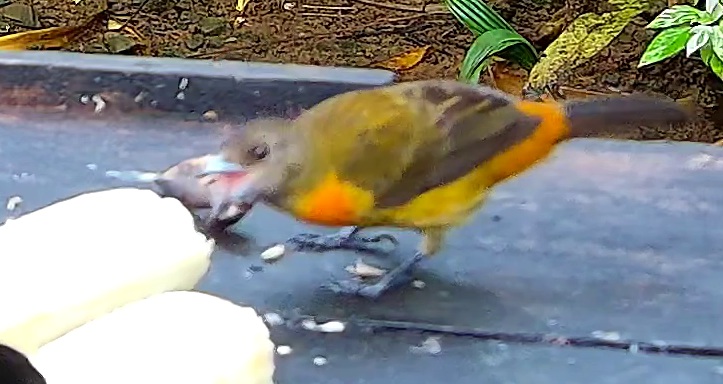 Tangara à croupion rouge