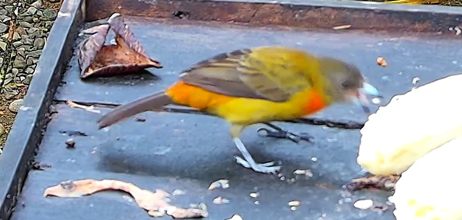 Tangara flamboyant