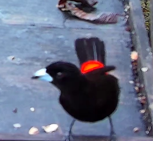 Tangara du Costa Rica