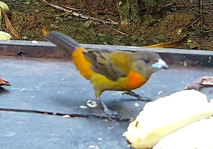 Tangara flamboyant