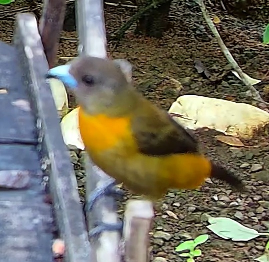 Tangara flamboyant