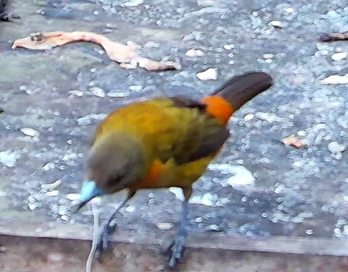 Tangara flamboyant