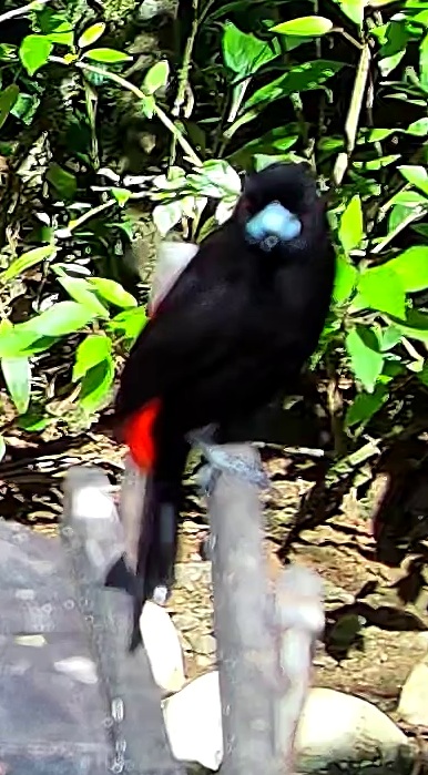Tangara flamboyant